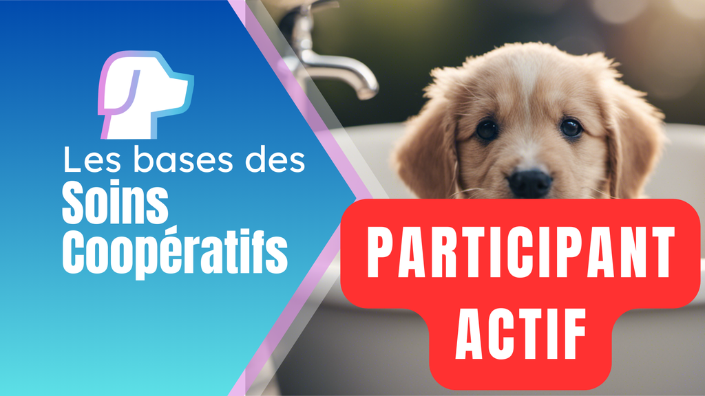 Upgrade Participant actif