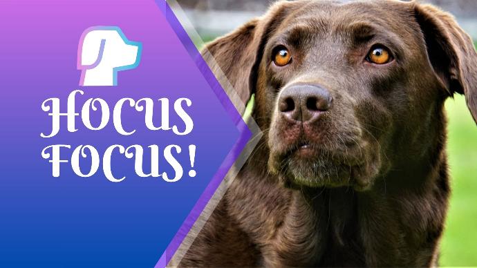 Hocus Focus!